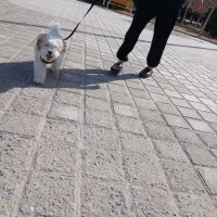 سگ شیتزو|سگ|قم, ولیعصر|دیوار