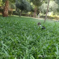 کیف مدارک گم کردم