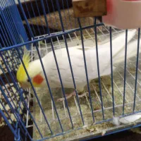 عروس هلندی خونگی|پرنده|اهواز, معین زاده|دیوار