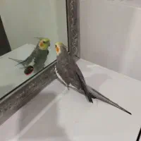 جفت عروس هلندی