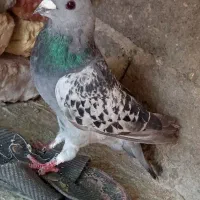 کفتر