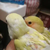 دو عدد جوجه طوطی برزیلی سه هفته ای
