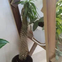 گل طبیعی|گل و گیاه طبیعی|شیراز, گویم|دیوار