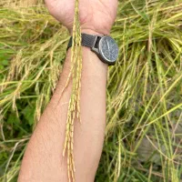 برنج طارم اصل شمال|خوردنی و آشامیدنی|تهران, سید خندان (جلفا)|دیوار