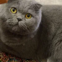 فروش فوری گربه نژاد دار|گربه|سمنان, |دیوار