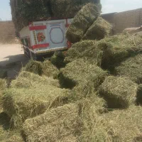 یونجه دامی خشک