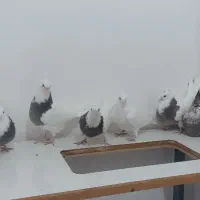 8عدد کبوتر جوجه|پرنده|کبودرآهنگ, |دیوار