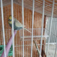 مرغ عشق انگلیسی.نر.سالمشیطون|پرنده|ساری, |دیوار