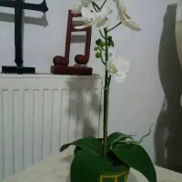 دیجیتال گل طبیعی پامپاس اگلونما بنجامین پتوس بامبو|گل و گیاه طبیعی|شیراز, دکتر حسابی|دیوار