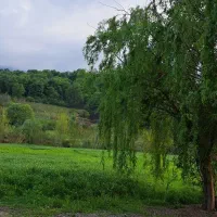 اجاره-3-واحد-ویلایی1-و2-خاب-جنگلی-دربست