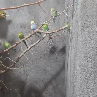 جوجه مرغ عشق