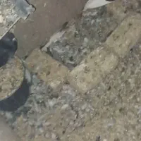 کفتر رنگه|پرنده|شیروان (خراسان), |دیوار