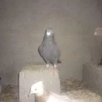 کفتر|پرنده|زاهدان, |دیوار