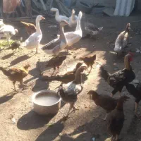 غاز.مرغ.بوقلمون