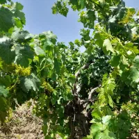 باغ انگور کمال آباد معاوضه هم میشود|فروش دفتر صنعتی، کشاورزی، تجاری|الوند, |دیوار