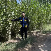 پخش نهال کبوده۳ الی۴ متری(۱۳۰هزار)|خدمات باغبانی و درختکاری|آران و بیدگل, |دیوار