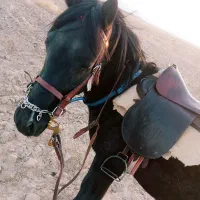 کره اسب نریان یورقه|اسب و تجهیزات اسبسواری|مشهد, گلشور|دیوار