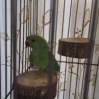 طوطی ملنگو جوجه