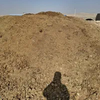 کود اسب