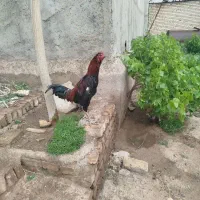 خروس لاری جوان