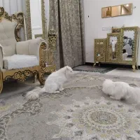 پرشین نر