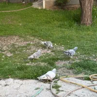 ژدذ|پرنده|یاسوج, |دیوار