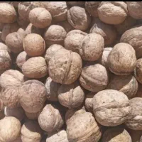 گردو درجه یک پوست کاغذی فیروزکوه