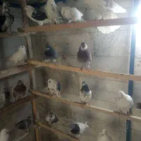 ۷۰ طوق کبوتر پرشی.پرنده سرای ملارد|پرنده|ملارد, |دیوار