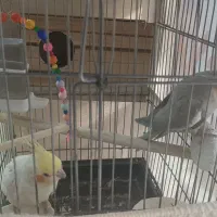 عروس هلندی جفت