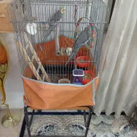 عروس هلندی مولد|پرنده|پاکدشت, پاکدشت (مامازند)|دیوار