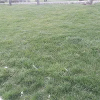 کاشت پیاز و نشا و هرس گلخانه و...