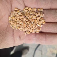گندم برا فروش