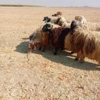 قوچ گله گوسفند داشت زاد و ولد نگهداری|حیوانات مزرعه|زرقان, |دیوار