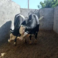 گوساله فروشی