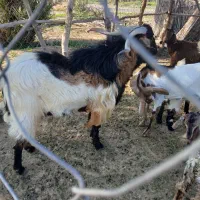 نریگ|حیوانات مزرعه|کهنوج, |دیوار