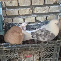 دوکت تهرانی نوک ریز ماده