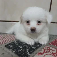 چند کوچولوی خانگی آماده واگذاری