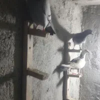 ۱۴تا حیوان هوایی