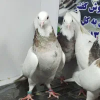 کفتر طوقی نسل دار|پرنده|پاکدشت, پاکدشت (مامازند)|دیوار