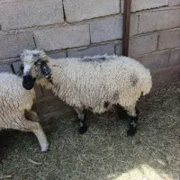 میش جوان اوست دوقلوی