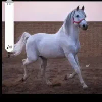 اسب سواری امیدیه