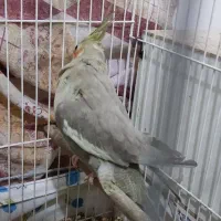 عروس هلندی|پرنده|بیرجند, |دیوار