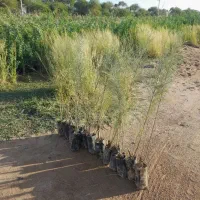 نهال کهور اکلپتوس گزشاهی کنار شورگز