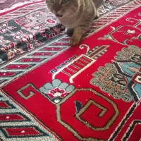 قیمت 5میلیون تومان|گربه|چاراویماق, |دیوار