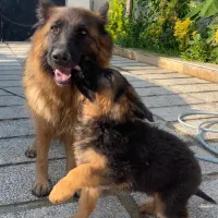 فروش توله‌های ژرمن شپرد اصیل