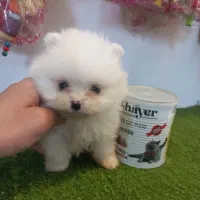 پامر مینی خرسی نر