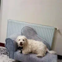 واگذاری|سگ|کرج, گلشهر|دیوار