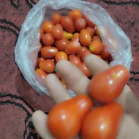 گوجه مخصوص شوری عین گلابی