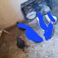 کفتر باخت رفته