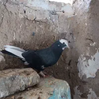 دوتا کبوتر نر|پرنده|ملایر, |دیوار